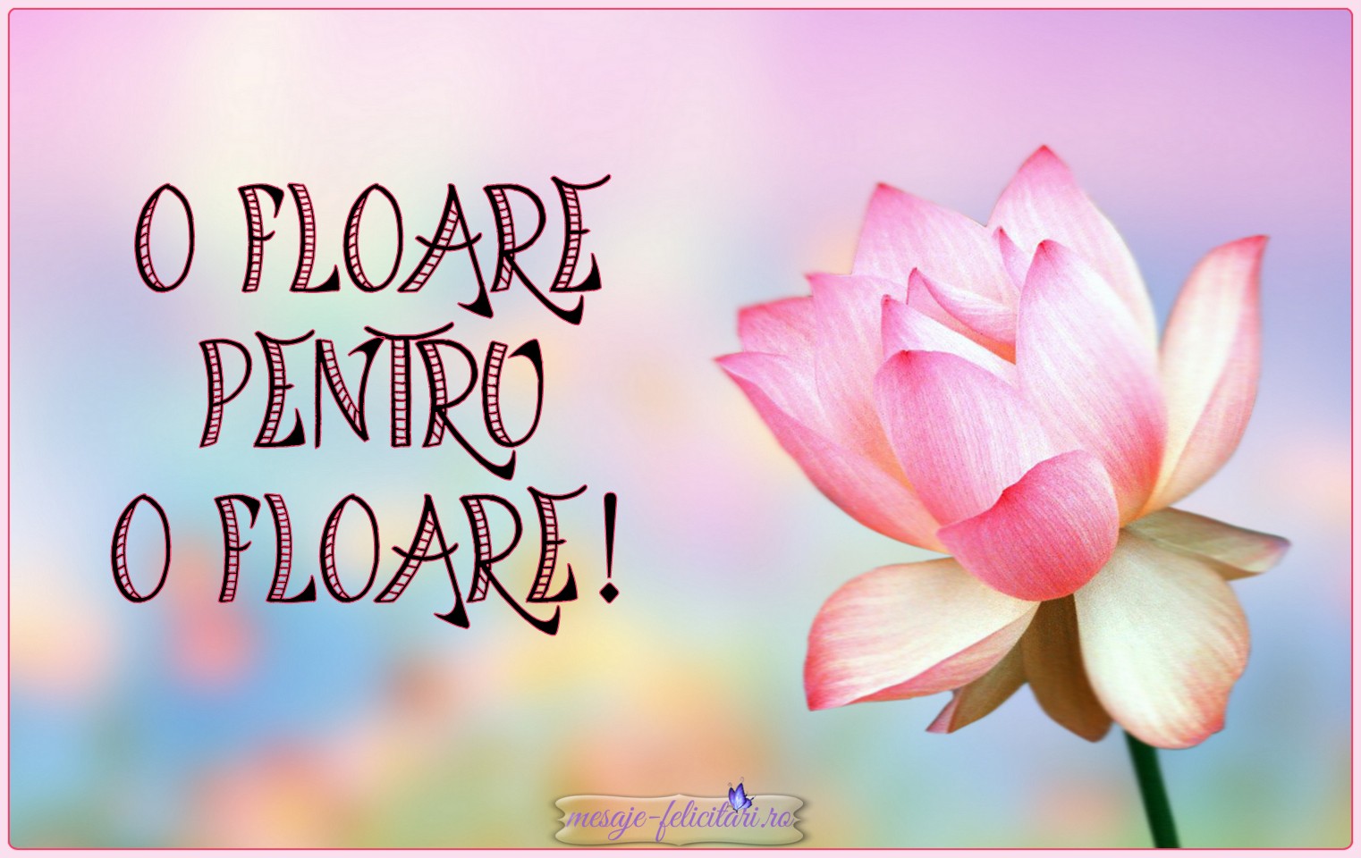 O floare pentru o floare